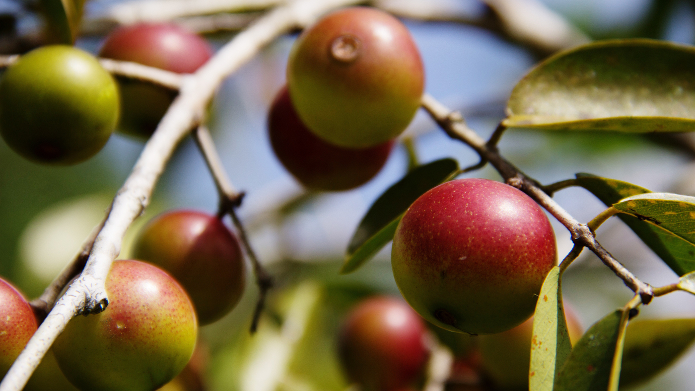 Camu camu berries grow wild on trees alongside flooded rivers in the Amazon rainforest in Brazil and Peru